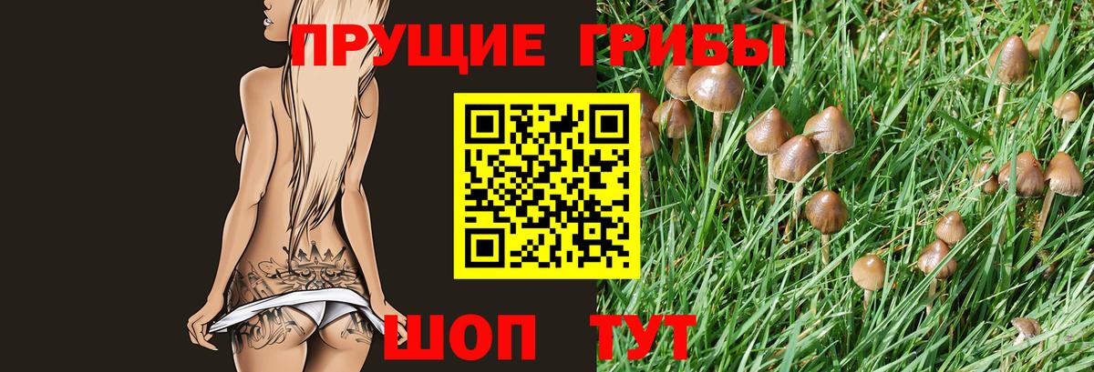 Псилоцибиновые грибы GOLDEN TEACHER Чусовой